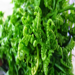 SBJEI-FRESH EDIBLE FERN